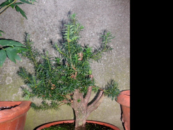 Taxus media hicksii, gekauft Anfang Juni 2005, fotografiert am 17.9.2005