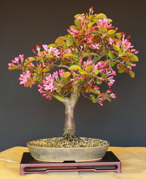 Malus Evereste