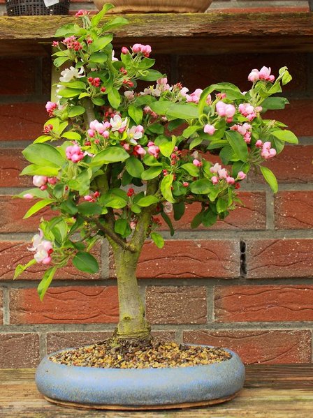 Malus Golden Hornet