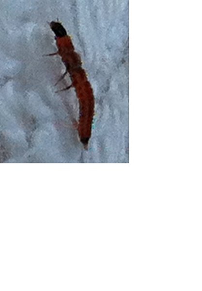 Käfer 2.jpg
