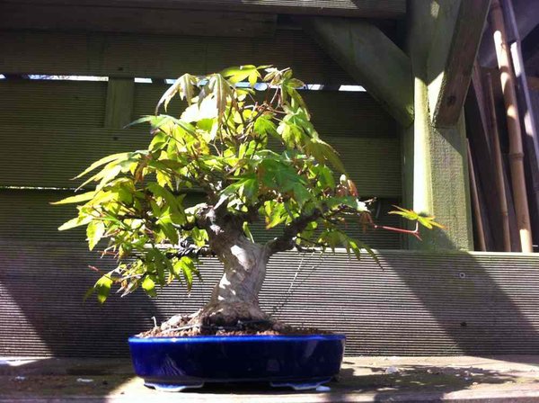 palmatum.jpg