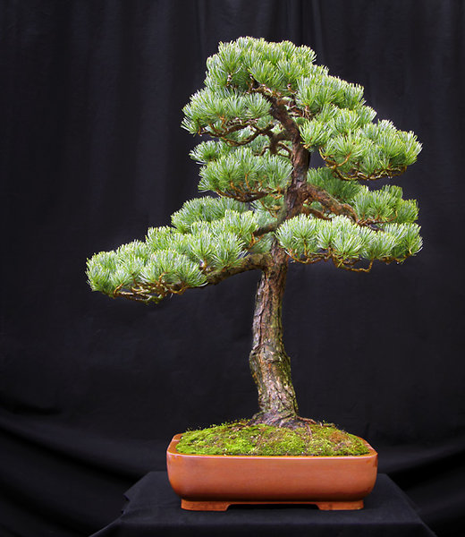 Mädchenkiefer Pinus pentaphylla