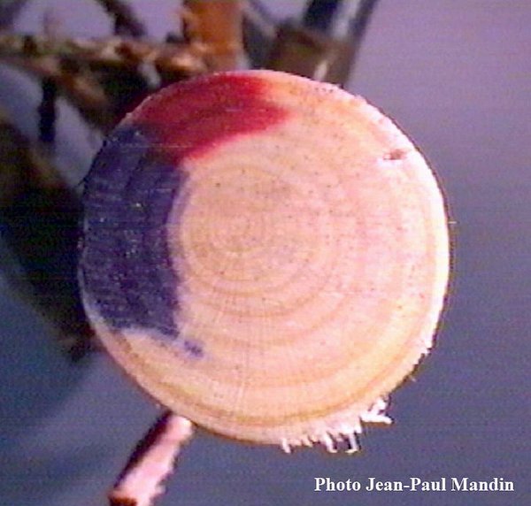 double-coloration-genevrier-de-phenicie2.jpg