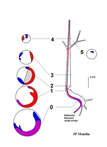double-coloration-avec-blessure-genevrier-oxycedre.jpg