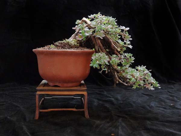 Froum-potti.jpg