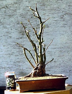4 2003 Ginkgo.jpg