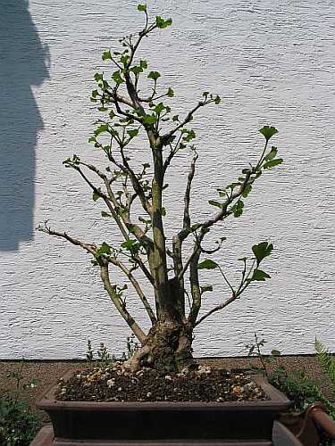 14 05 2006 Ginkgo.jpg