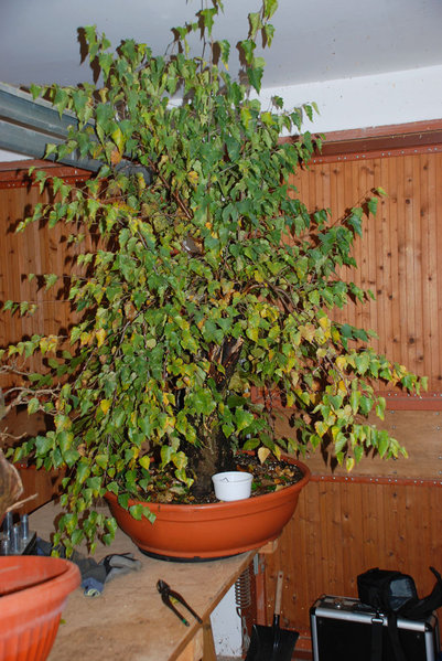 Oktober 2010 - freies Wachstum