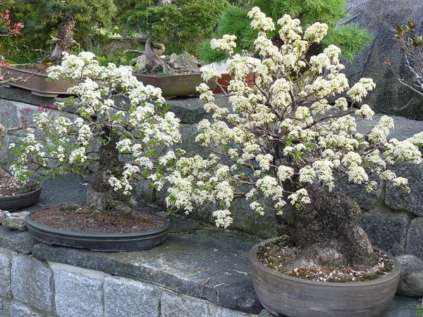 Prunus mahaleb