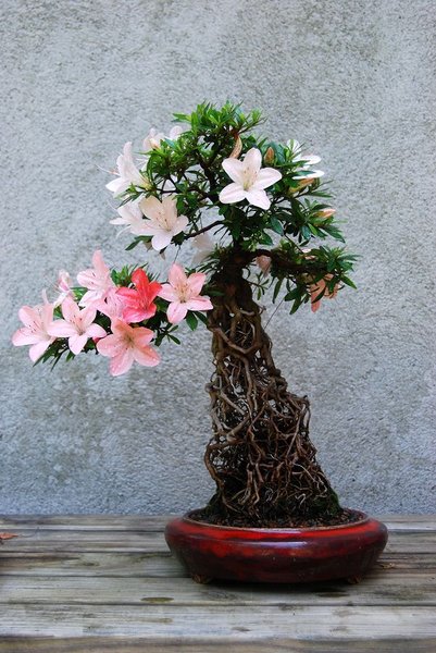 k-DSC_0205.JPG