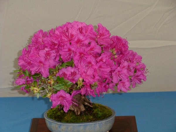 ausstellung 29.04.2012 031b.jpg