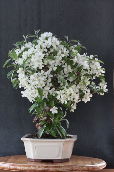 malus_ halliana_IMG_9160.jpg