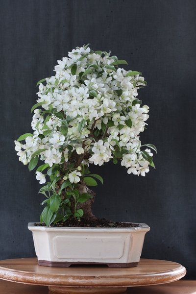 malus_ halliana_IMG_9166.jpg