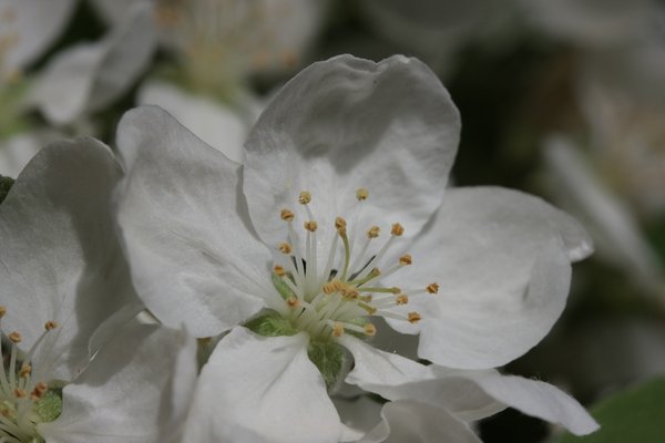malus_ halliana_IMG_9139.jpg
