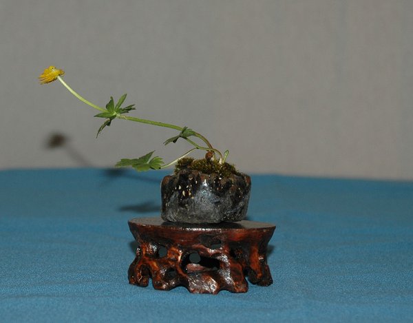DSC_0072a.jpg