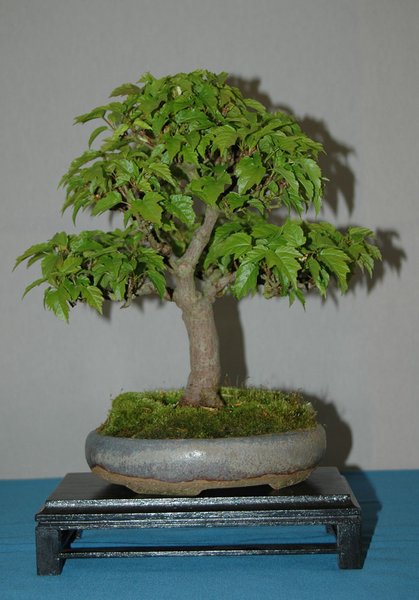 DSC_0077a.jpg