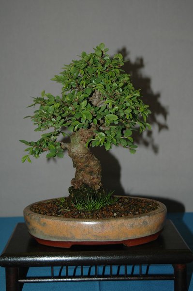 DSC_0097a.jpg