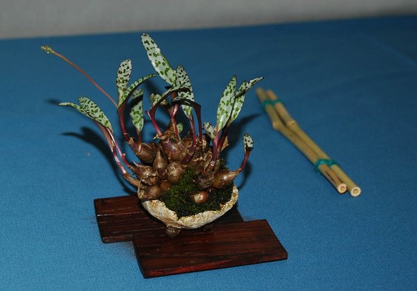 DSC_0106a.jpg