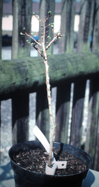 1986