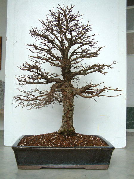 2005