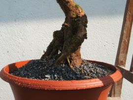 Holunder1.5.2012 001.JPG