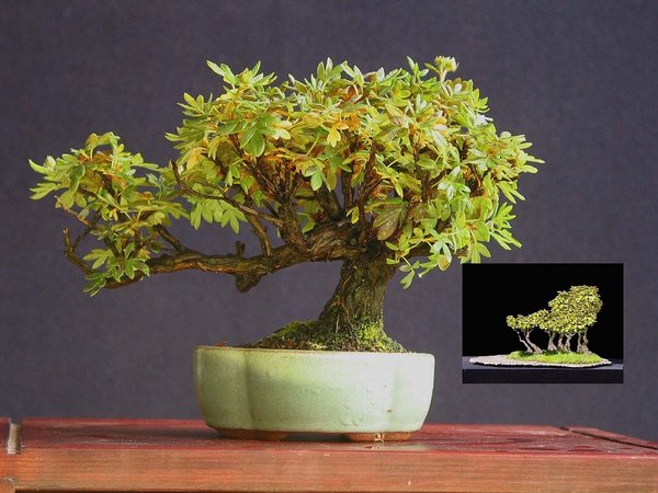2006 Potentilla mit ABA-Logo