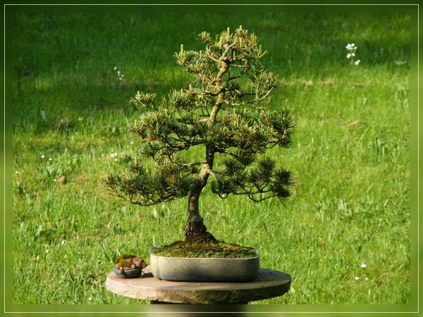 Comp_Bonsai_Mai_01_2012 004.jpg