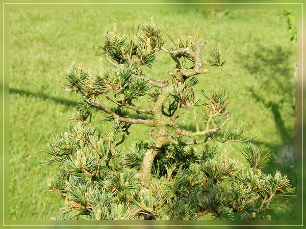 Comp_Bonsai_Mai_01_2012 006.jpg