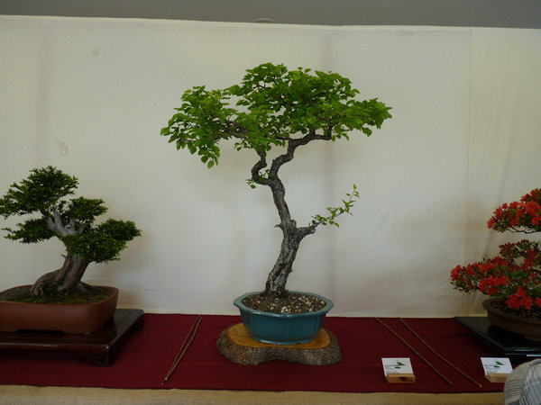 P1130257.JPG