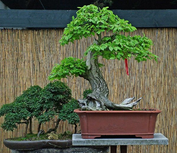 DSCF2508.jpg