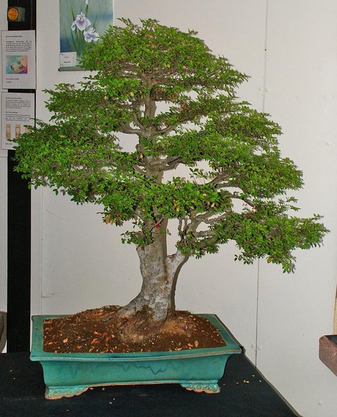 DSCF2516.jpg