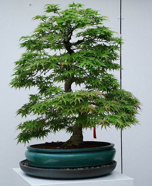 DSCF2523.jpg