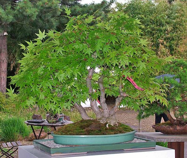 DSCF2550.jpg