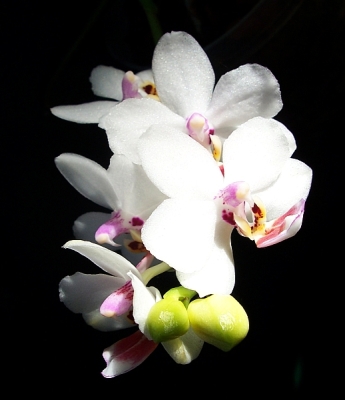Dtps. Sogo Chabstic.jpg