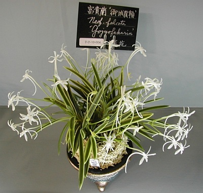 Neofinetia Gojyo Fukurin.jpg