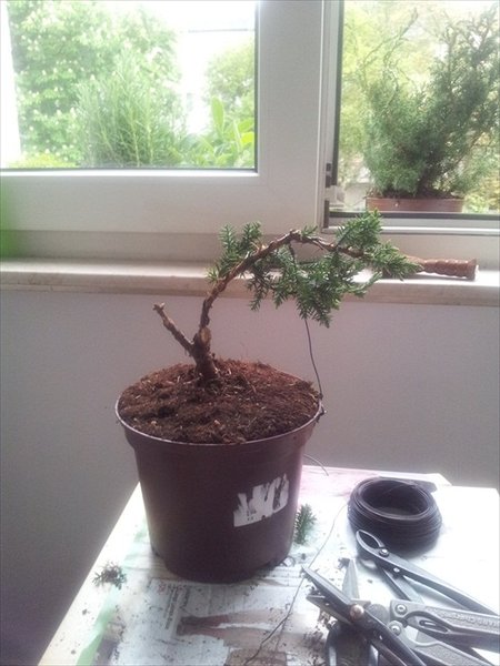 Ich habe versucht, eine art windgepeitschte Form zu erlangen