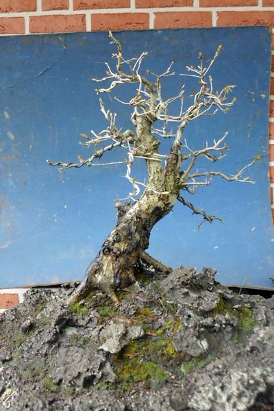 sharioak 2012 slap 8.jpg
