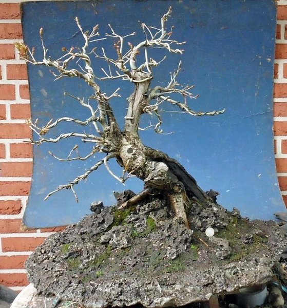 sharioak 2012 slap 15.jpg