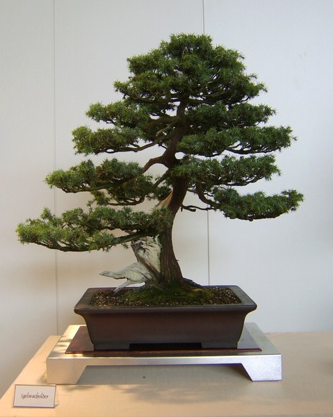 comp_STA75325.jpg