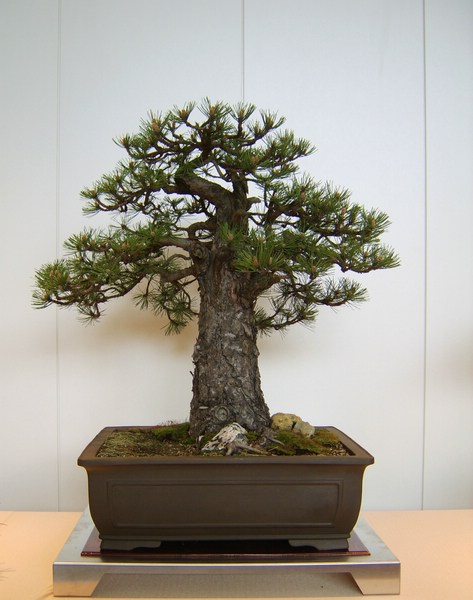 comp_STA75328.jpg