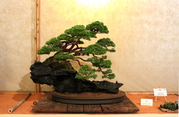 Juniperus auf Stein. Wunderbar leicht und bewegt
