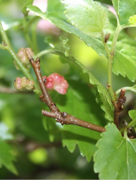 morus alba