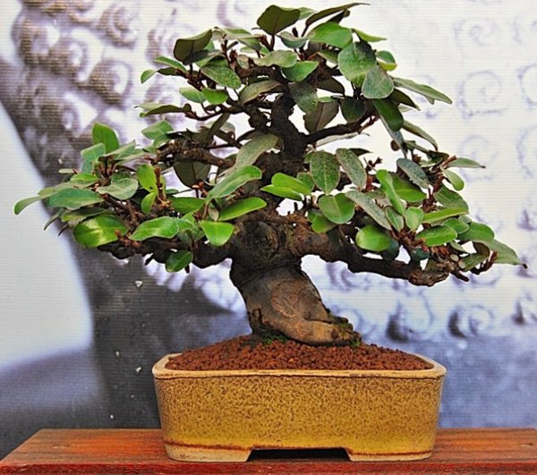 Eleagnus_Jean.jpg