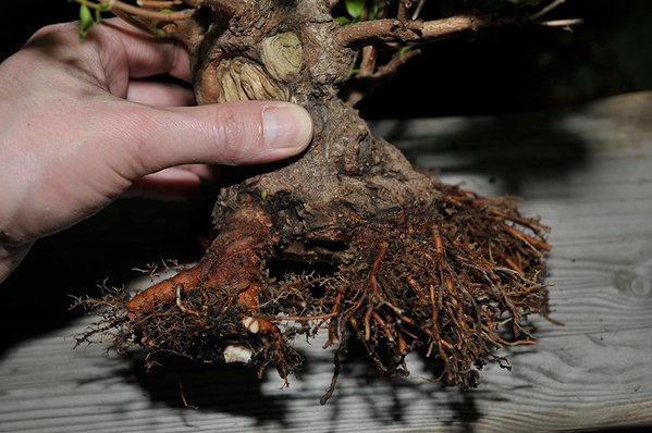 acer_ginnala_schmieda_0412_5.jpg