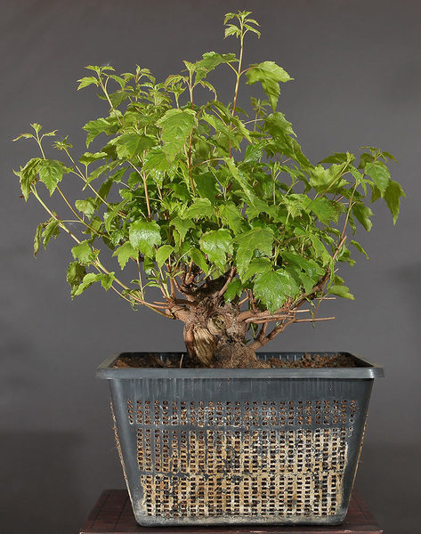 acer_ginnala_schmieda_0412_8.jpg