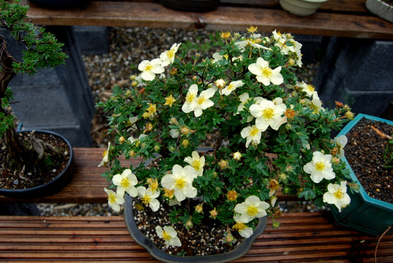 DSC_1519.JPG