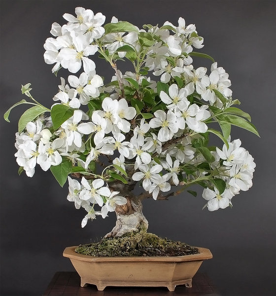 malus_schmieda_0412.jpg