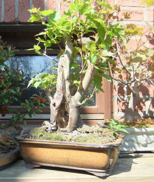 024-Mai12-AcerGin.JPG