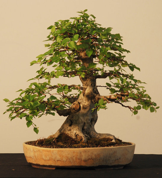 kor. Hainbuche