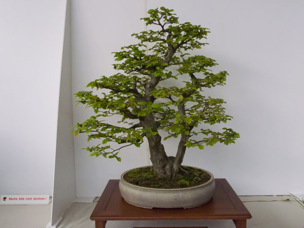 NRWBonsai2012b.jpg